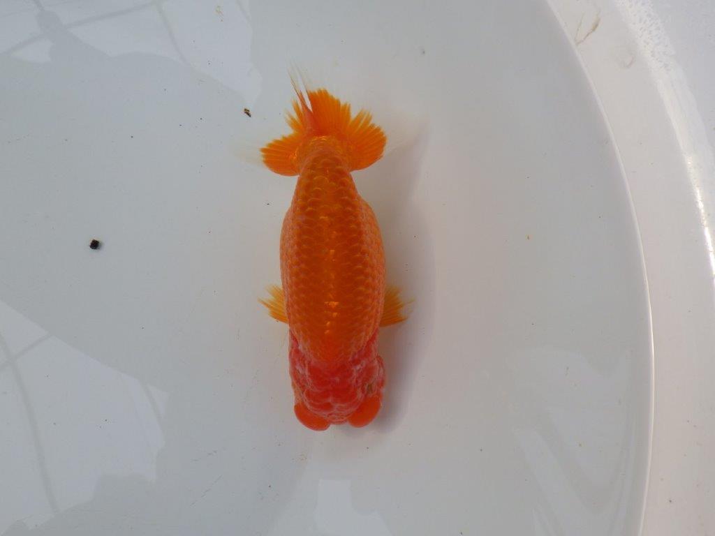 【三重ブリーダー】雰囲気の良い明け二歳らんちゅう種にも! 約14㎝ メス