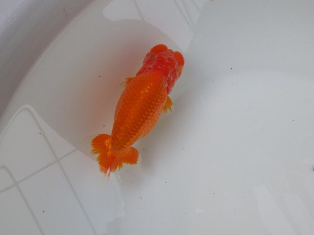 【三重ブリーダー】雰囲気の良い明け二歳らんちゅう種にも！ 約14㎝ メス