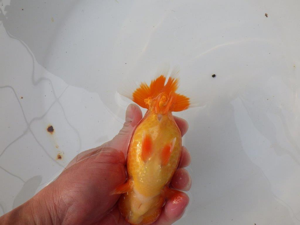 【三重ブリーダー】雰囲気の良い明け二歳らんちゅう種にも! 約14㎝ メス