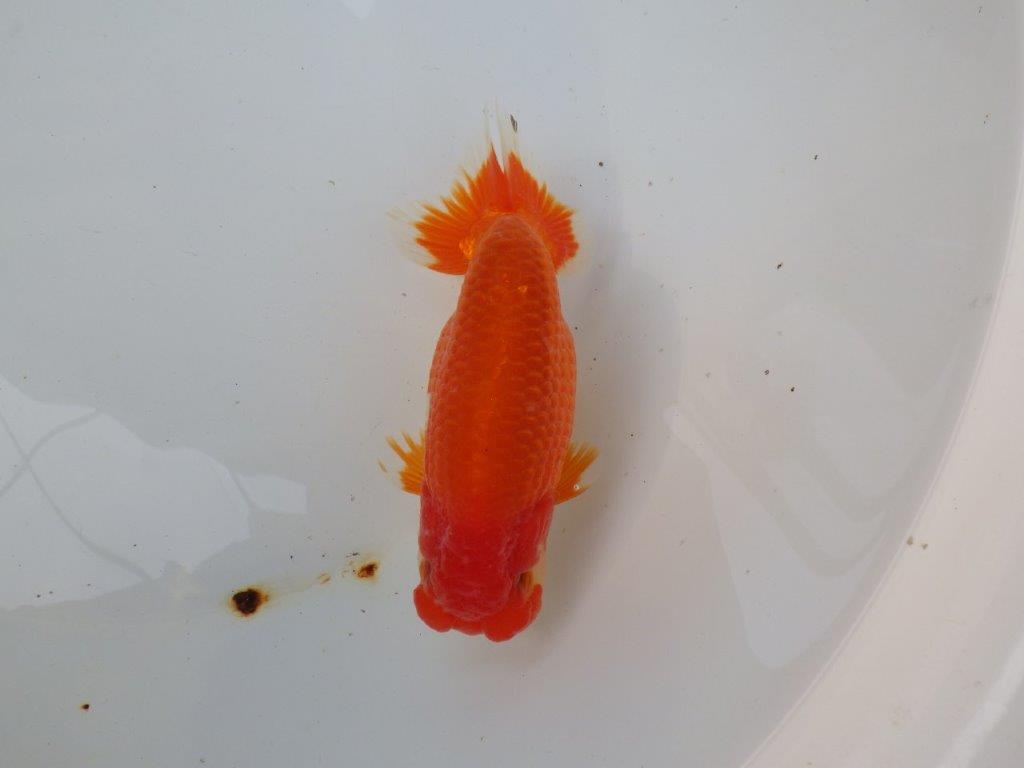 【三重ブリーダー】雰囲気の良い明け二歳らんちゅう飼い込みお勧め 約15㎝ オス