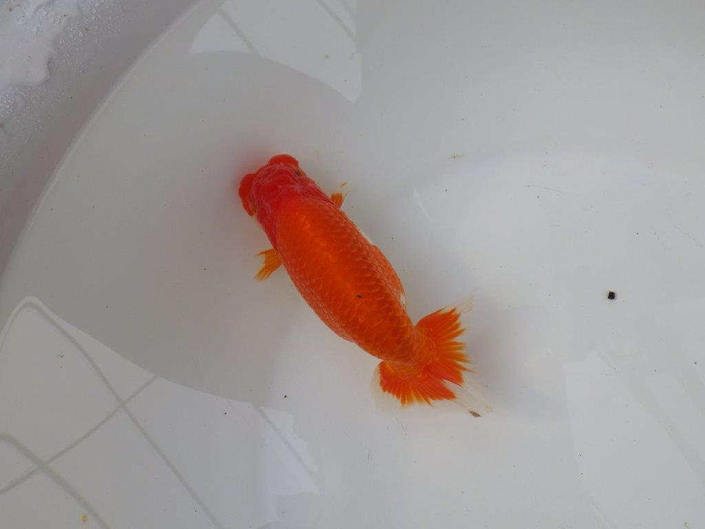 【三重ブリーダー】雰囲気の良い明け二歳らんちゅう飼い込みお勧め 約15㎝ オス