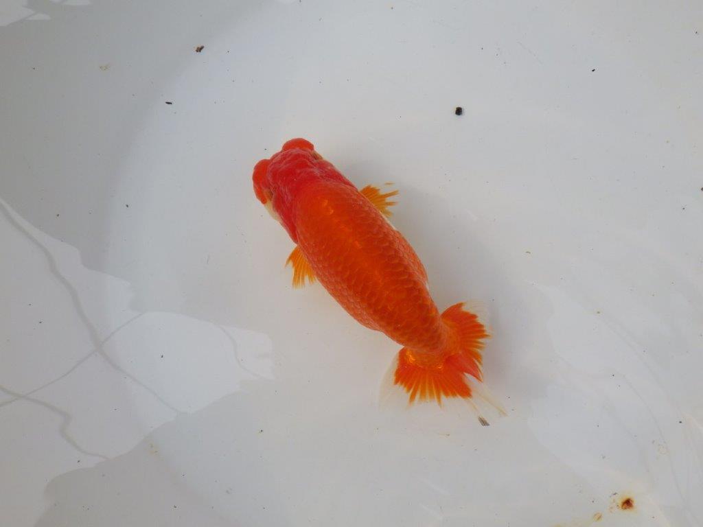 【三重ブリーダー】雰囲気の良い明け二歳らんちゅう飼い込みお勧め 約15㎝ オス