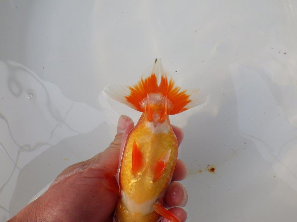 【三重ブリーダー】雰囲気の良い明け二歳らんちゅう飼い込みお勧め 約15㎝ オス