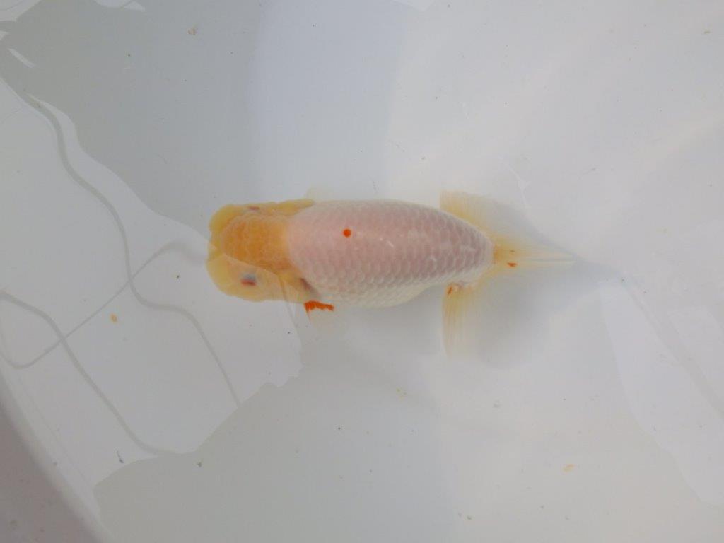 【三重ブリーダー】素晴らしい尾型、胴つくりの明け二歳らんちゅう 約14㎝ オス