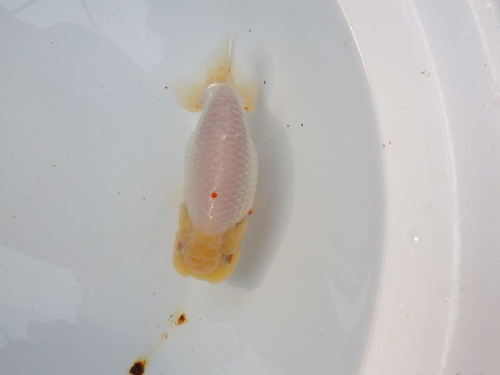 【三重ブリーダー】素晴らしい尾型、胴つくりの明け二歳らんちゅう 約14㎝ オス