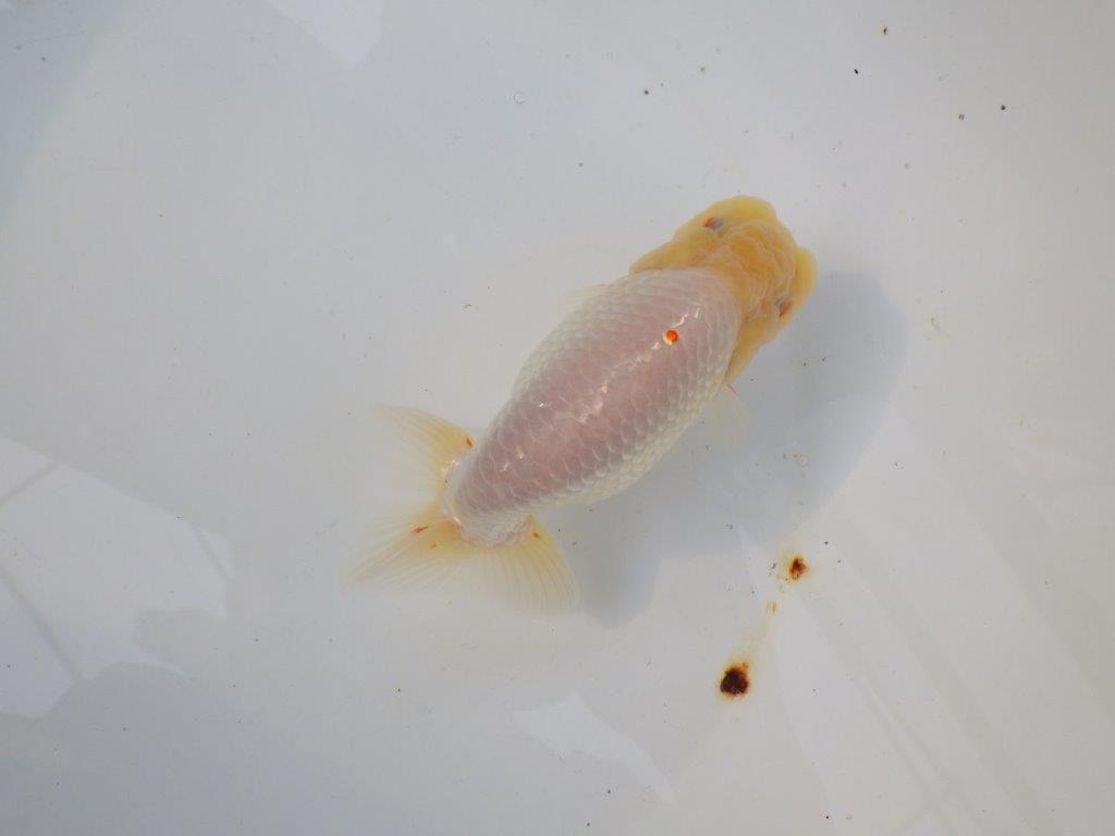 【三重ブリーダー】素晴らしい尾型、胴つくりの明け二歳らんちゅう 約14㎝ オス