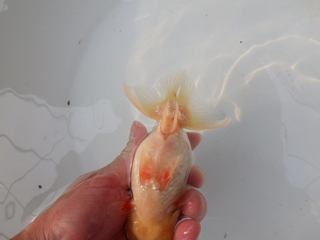 【三重ブリーダー】素晴らしい尾型、胴つくりの明け二歳らんちゅう 約14㎝ オス