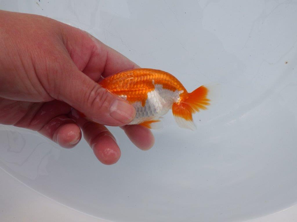 【全国大会西大関獲得ブリーダー】水槽映え、美しい更紗明け二歳らんちゅう 約11,5㎝ オス？