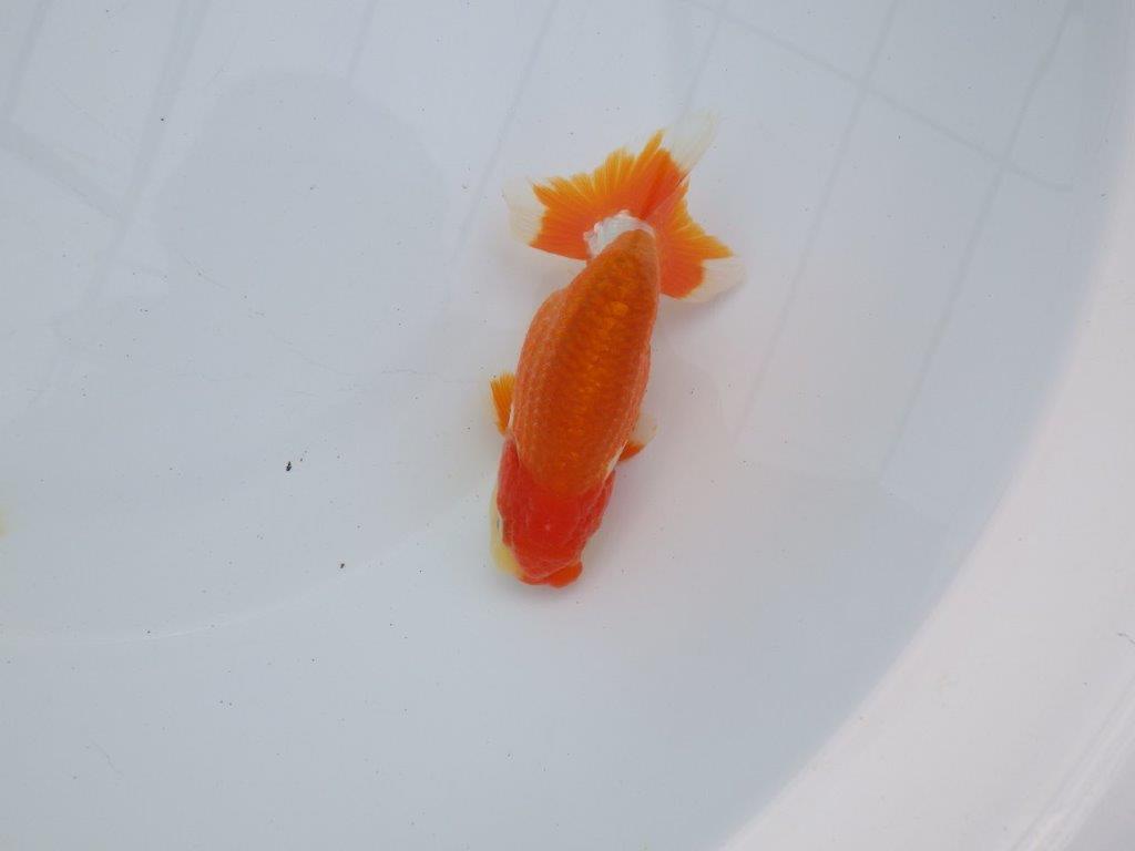 【全国大会西大関獲得ブリーダー】種にもお勧めの素晴らしい尾！明け二歳らんちゅう 約12㎝ オス？