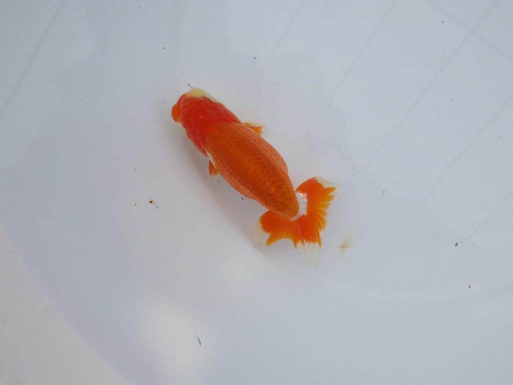 【全国大会西大関獲得ブリーダー】種にもお勧めの素晴らしい尾！明け二歳らんちゅう 約12㎝ オス？