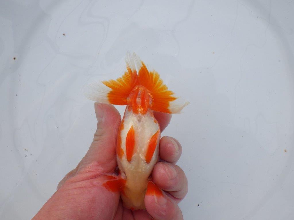 【全国大会西大関獲得ブリーダー】種にもお勧めの素晴らしい尾！明け二歳らんちゅう 約12㎝ オス？