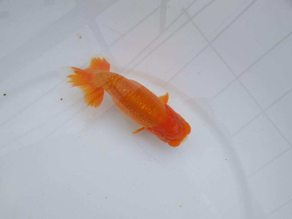 【全国大会西大関獲得ブリーダー】背も綺麗、尾も良い明け二歳らんちゅう 約13㎝ オス？