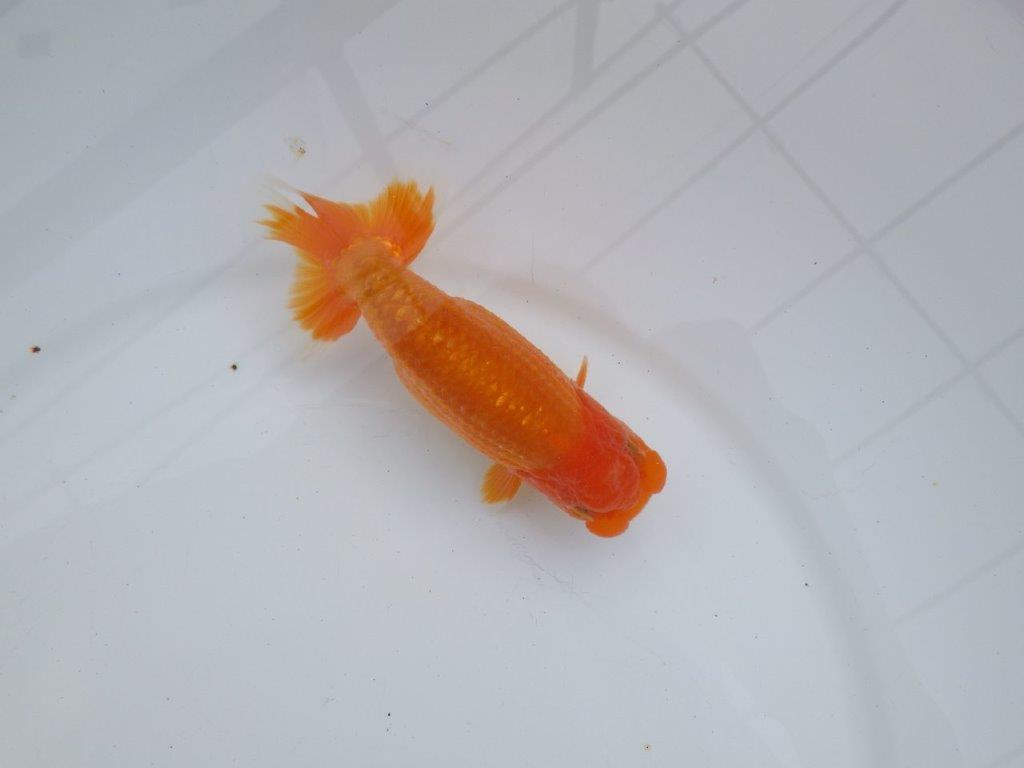 【全国大会西大関獲得ブリーダー】背も綺麗、尾も良い明け二歳らんちゅう 約13㎝ オス？