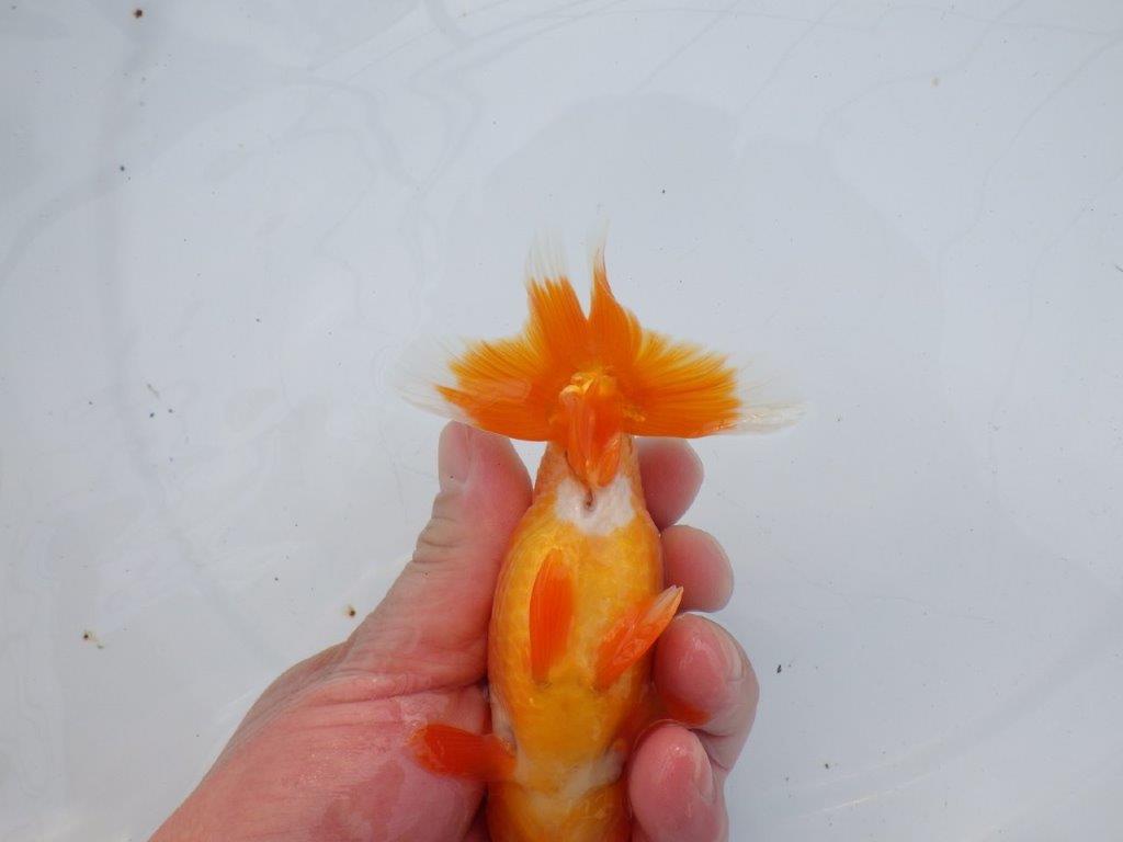 【全国大会西大関獲得ブリーダー】背も綺麗、尾も良い明け二歳らんちゅう 約13㎝ オス？