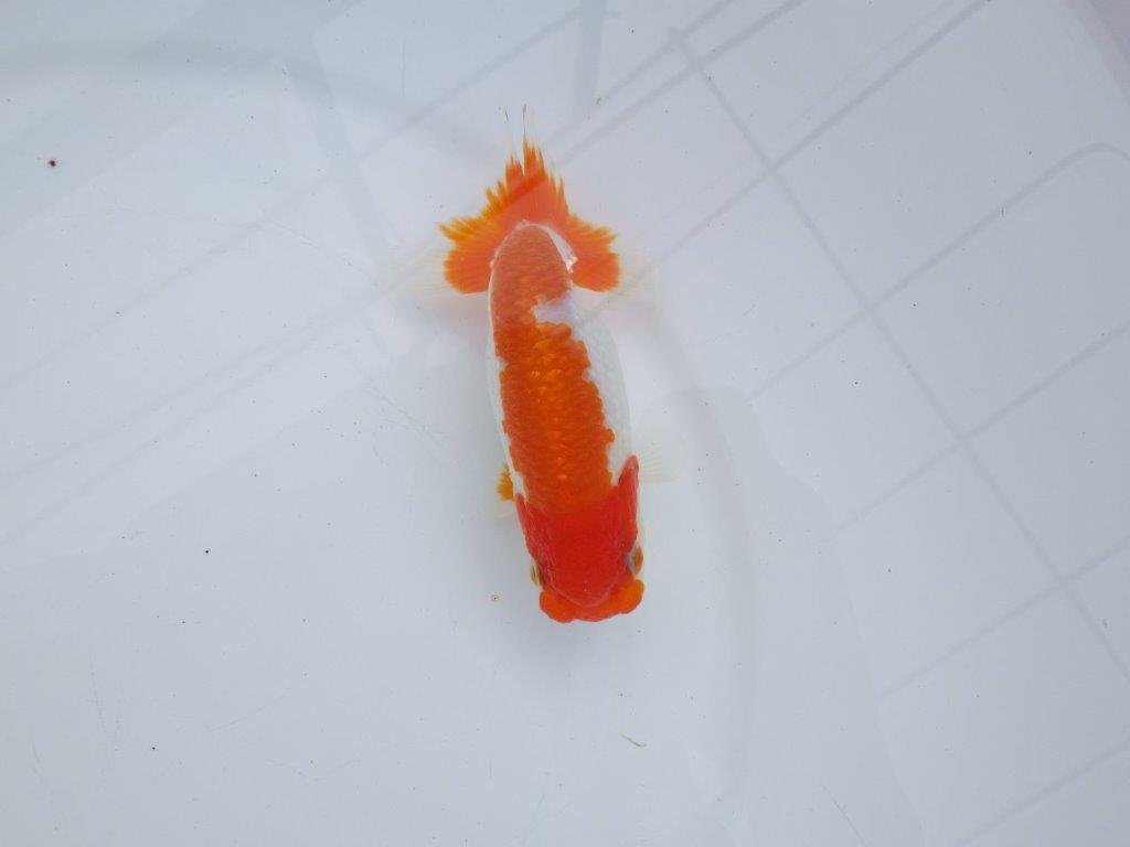 【全国大会西大関獲得ブリーダー】雰囲気の良い明け二歳らんちゅう 約12㎝ オス？