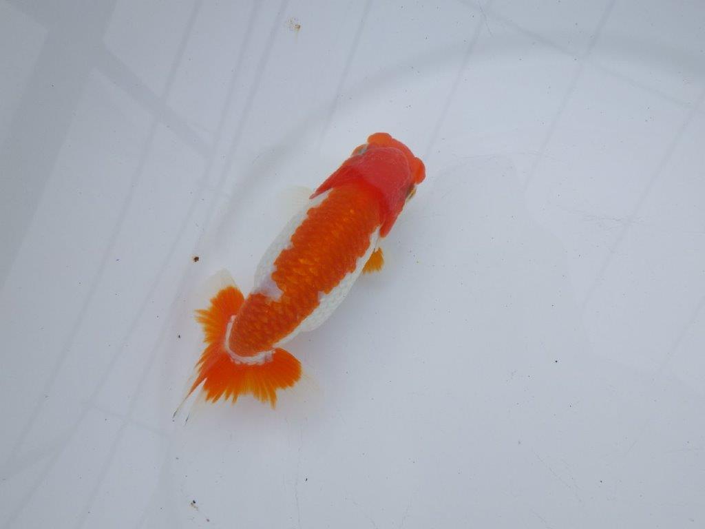 【全国大会西大関獲得ブリーダー】雰囲気の良い明け二歳らんちゅう 約12㎝ オス？