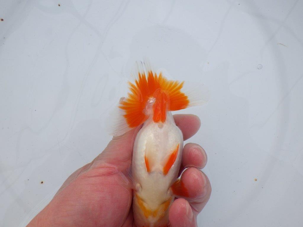 【全国大会西大関獲得ブリーダー】雰囲気の良い明け二歳らんちゅう 約12㎝ オス？