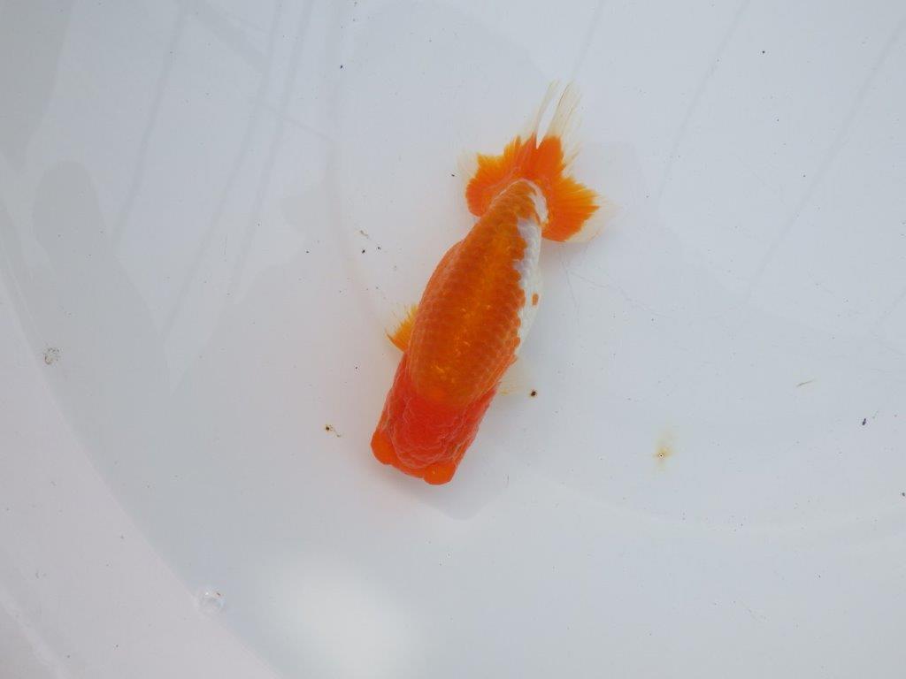 【全国大会西大関獲得ブリーダー】雰囲気抜群!!明け二歳らんちゅう 約13,5㎝ オス?