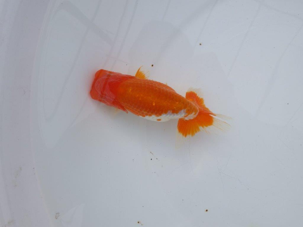 【全国大会西大関獲得ブリーダー】雰囲気抜群!!明け二歳らんちゅう 約13,5㎝ オス?