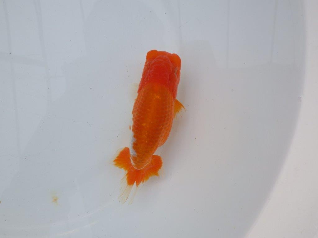 【全国大会西大関獲得ブリーダー】雰囲気抜群!!明け二歳らんちゅう 約13,5㎝ オス?