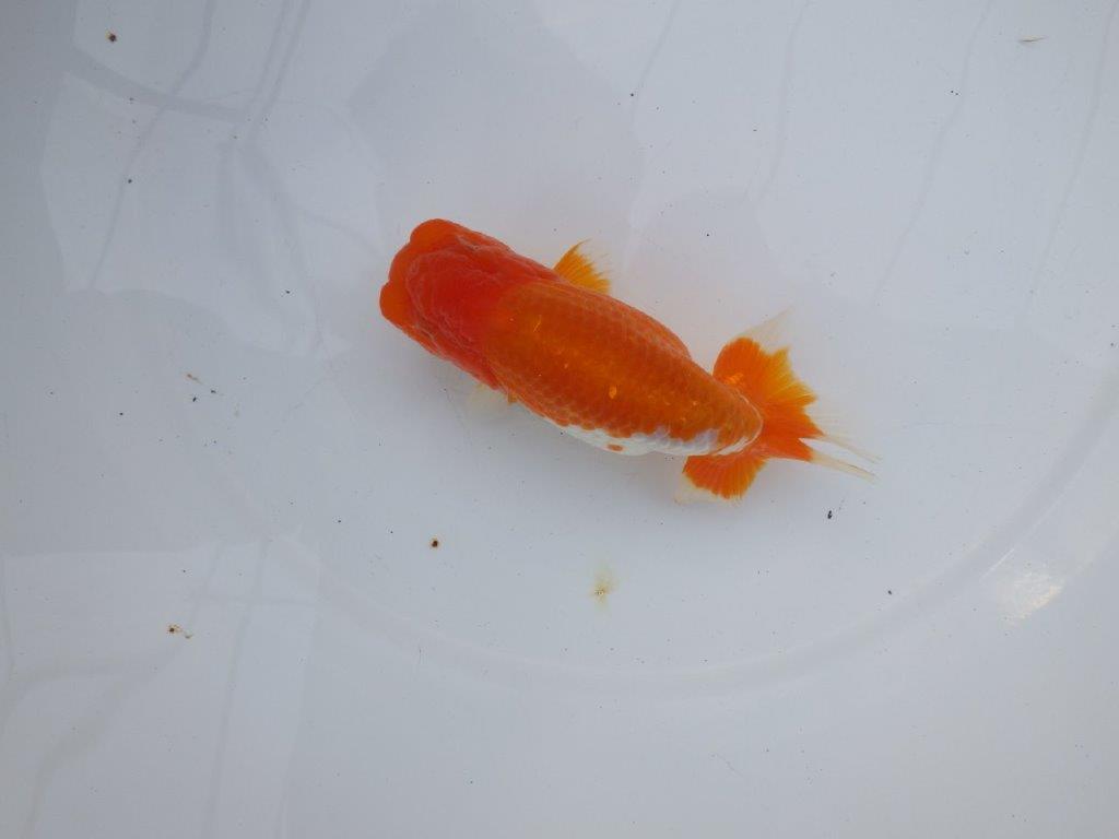 【全国大会西大関獲得ブリーダー】雰囲気抜群！！明け二歳らんちゅう 約13,5㎝ オス？