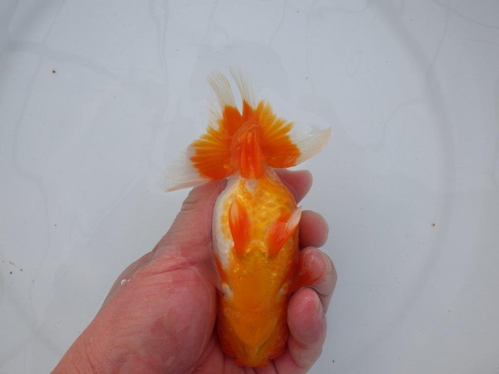 【全国大会西大関獲得ブリーダー】雰囲気抜群!!明け二歳らんちゅう 約13,5㎝ オス?