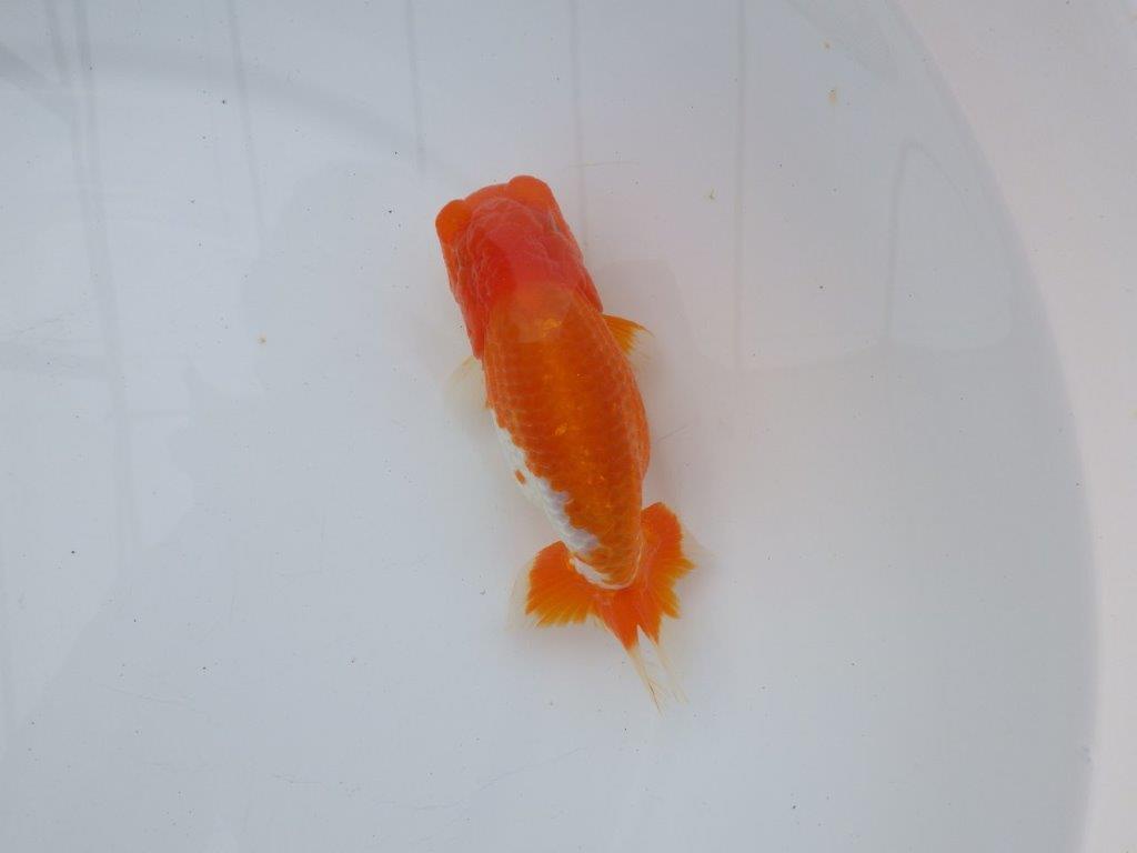 【全国大会西大関獲得ブリーダー】雰囲気抜群!!明け二歳らんちゅう 約13,5㎝ オス?