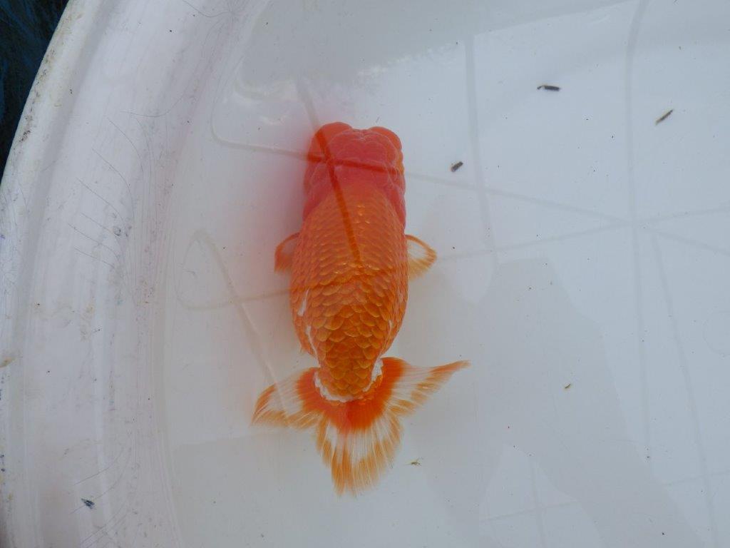 【愛知 川口功 氏】激レア！！明け三歳らんちゅう A 約15,5㎝ オス？