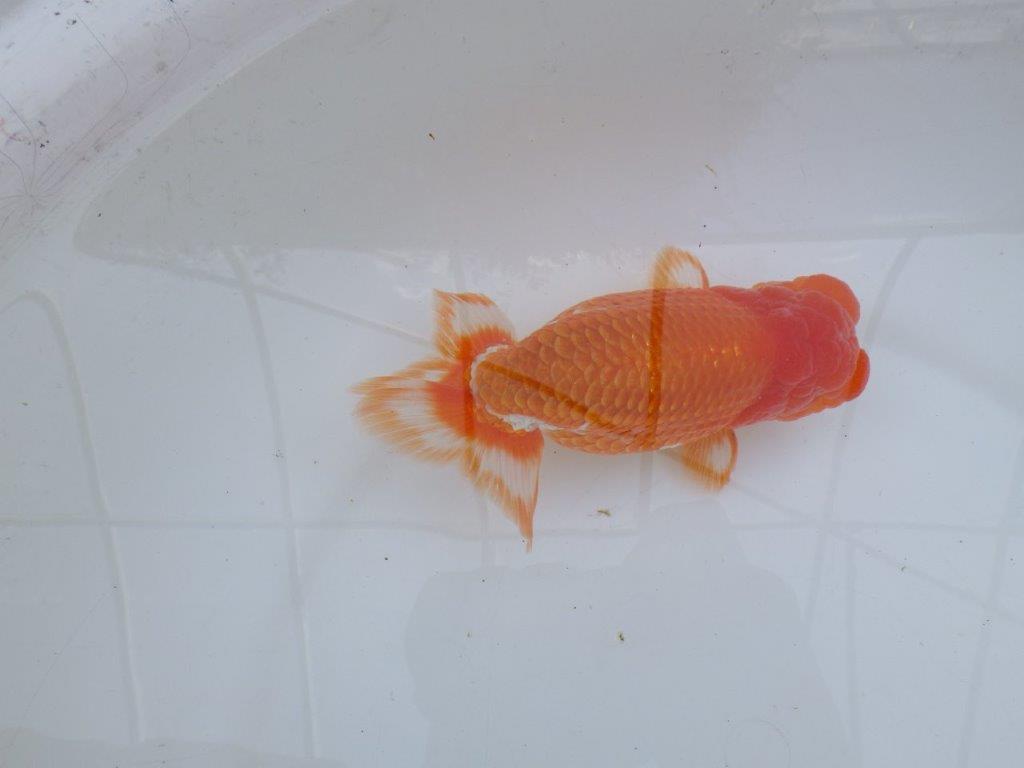 【愛知 川口功 氏】激レア！！明け三歳らんちゅう A 約15,5㎝ オス？