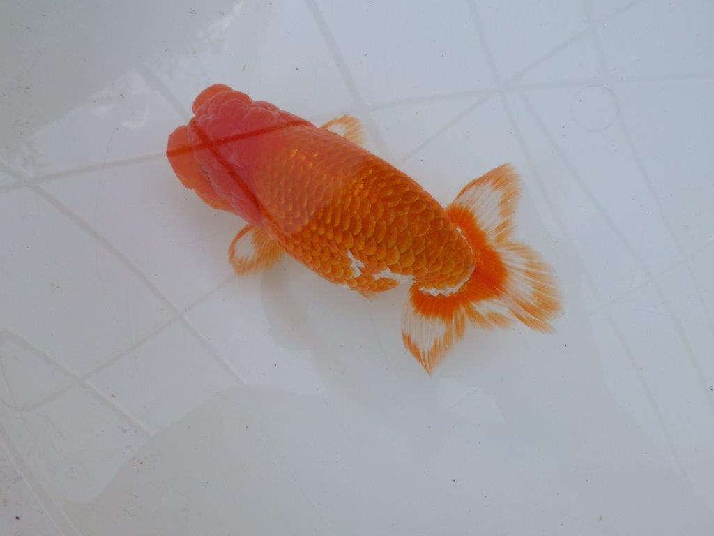 【愛知 川口功 氏】激レア！！明け三歳らんちゅう A 約15,5㎝ オス？