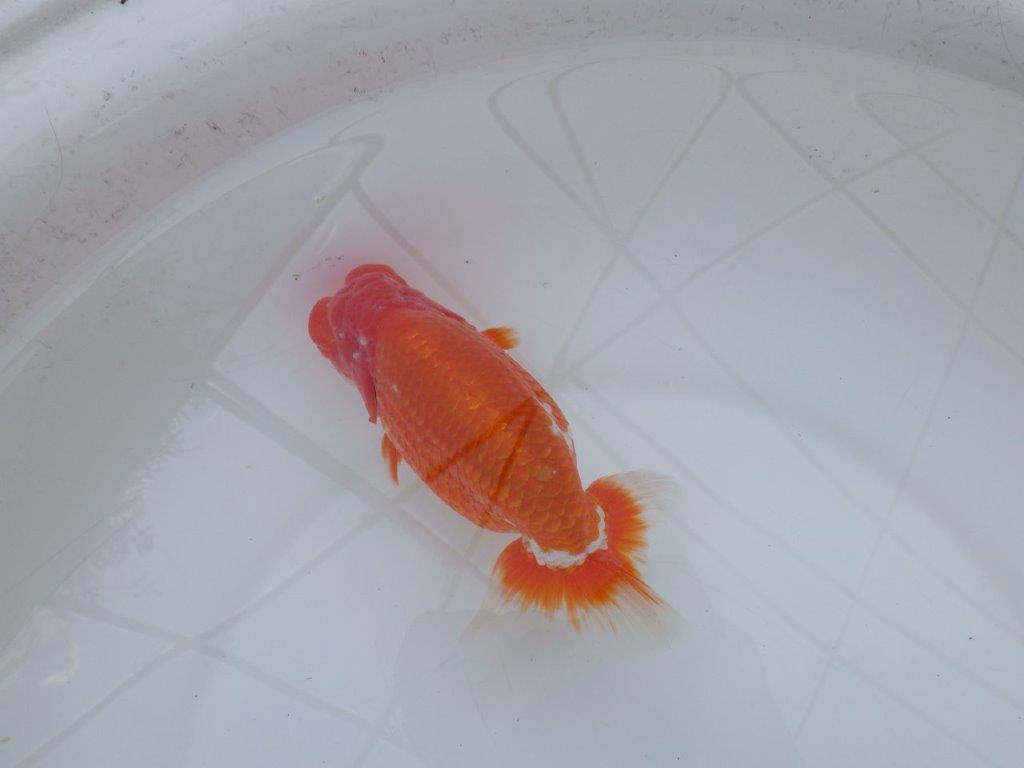 【愛知 川口功 氏】激レア！！明け三歳らんちゅう B 約15,5㎝ オス？