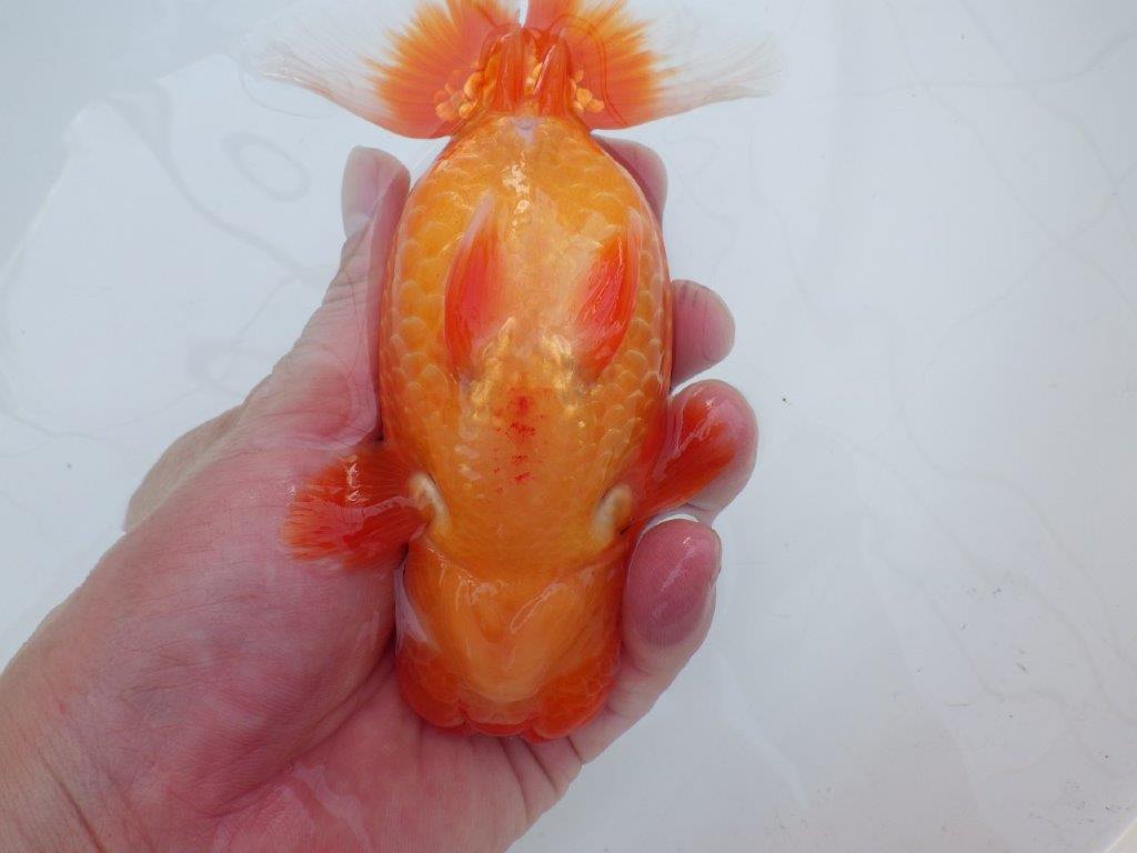 【愛知 川口功 氏】激レア！！明け三歳らんちゅう B 約15,5㎝ オス？