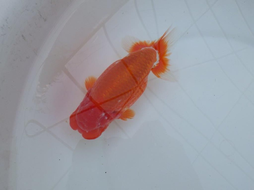 【愛知 川口功 氏】激レア！！明け三歳らんちゅう B 約15,5㎝ オス？