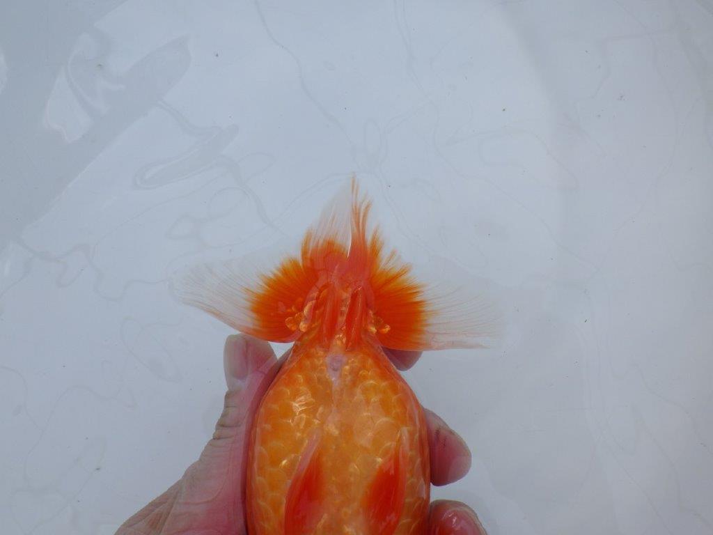 【愛知 川口功 氏】激レア！！明け三歳らんちゅう B 約15,5㎝ オス？