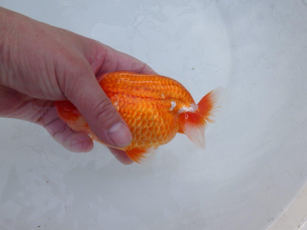 【愛知 川口功 氏】激レア！！明け三歳らんちゅう B 約15,5㎝ オス？