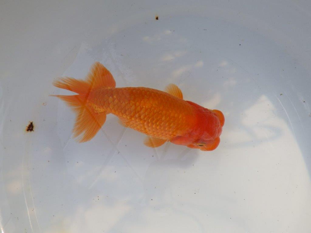 【愛知 山本 氏】水槽映え背も綺麗な明け二歳らんちゅう 約15㎝ オス？