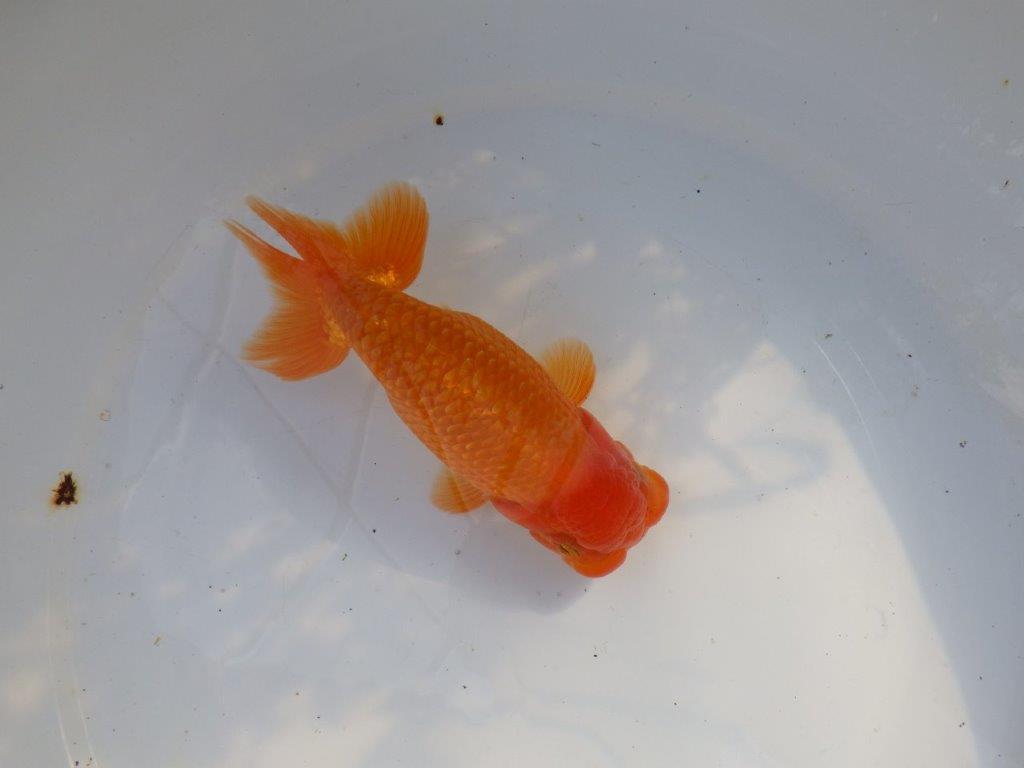 【愛知 山本 氏】水槽映え背も綺麗な明け二歳らんちゅう 約15㎝ オス？