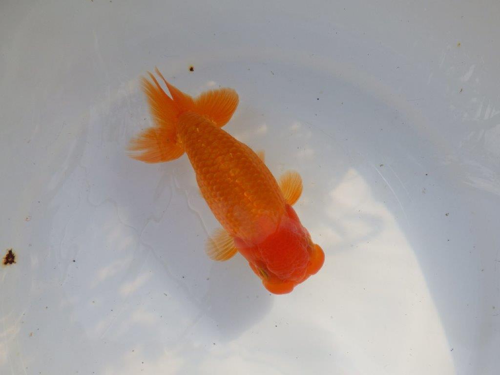 【愛知 山本 氏】水槽映え背も綺麗な明け二歳らんちゅう 約15㎝ オス？