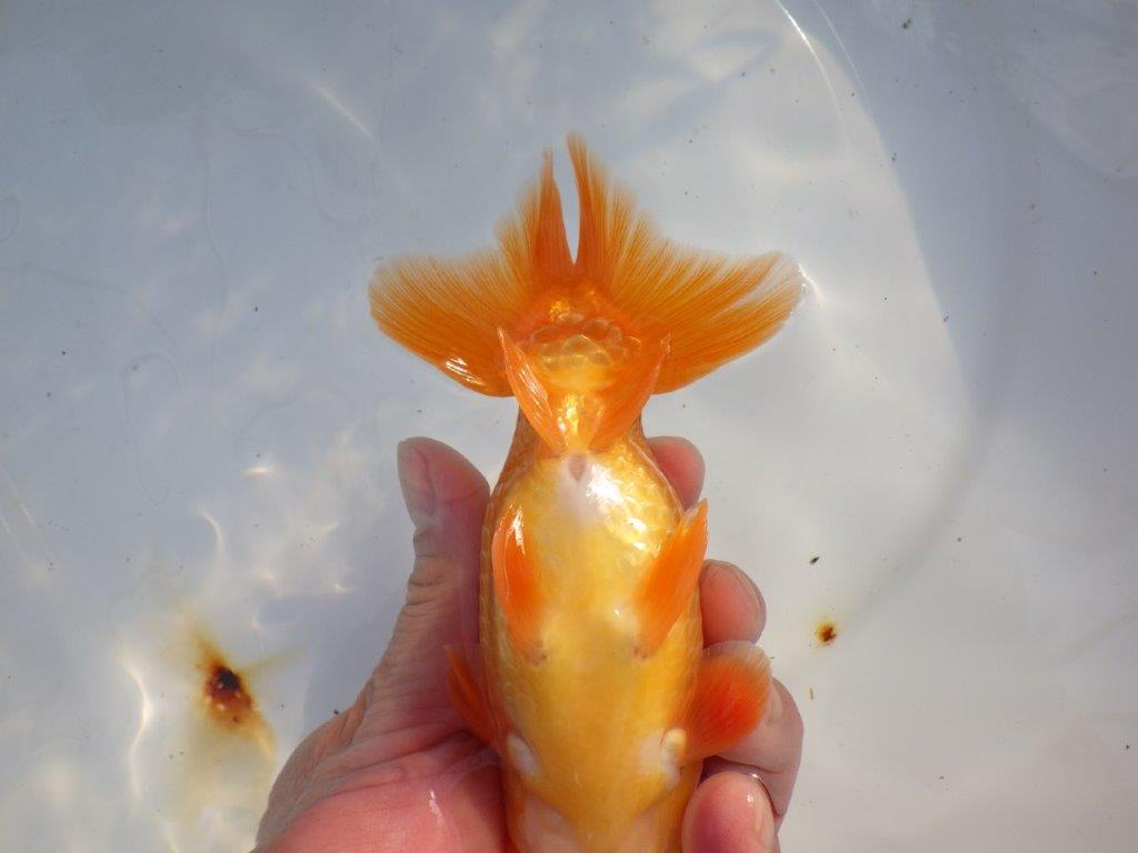 【愛知 山本 氏】水槽映え背も綺麗な明け二歳らんちゅう 約15㎝ オス？