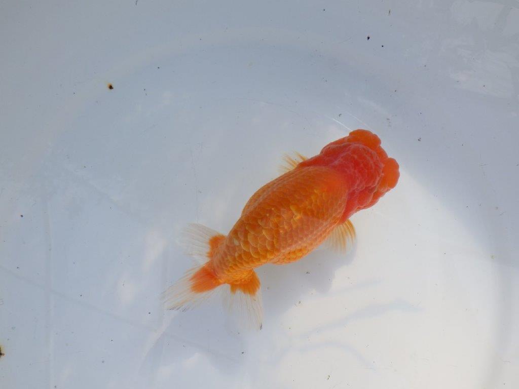 【愛知 山本 氏】素晴らしいフンタン明け二歳らんちゅう 約14㎝ オス？