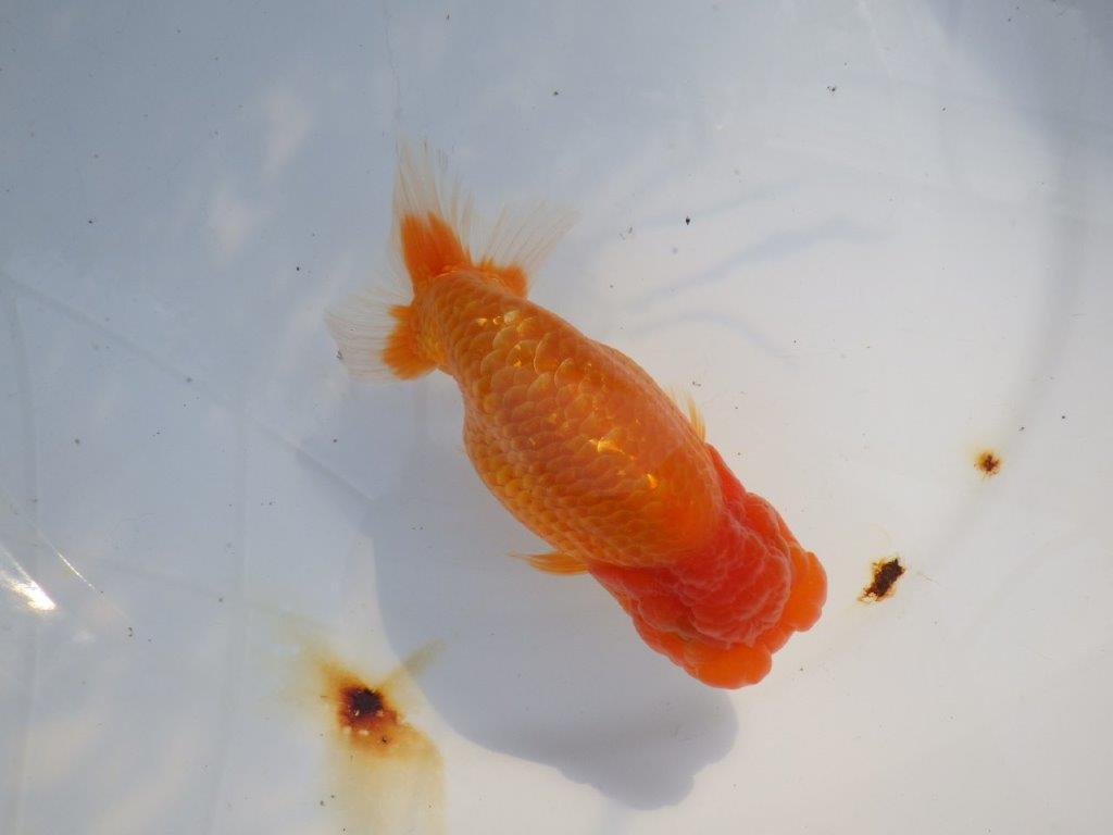 【愛知 山本 氏】素晴らしいフンタン明け二歳らんちゅう 約14㎝ オス？