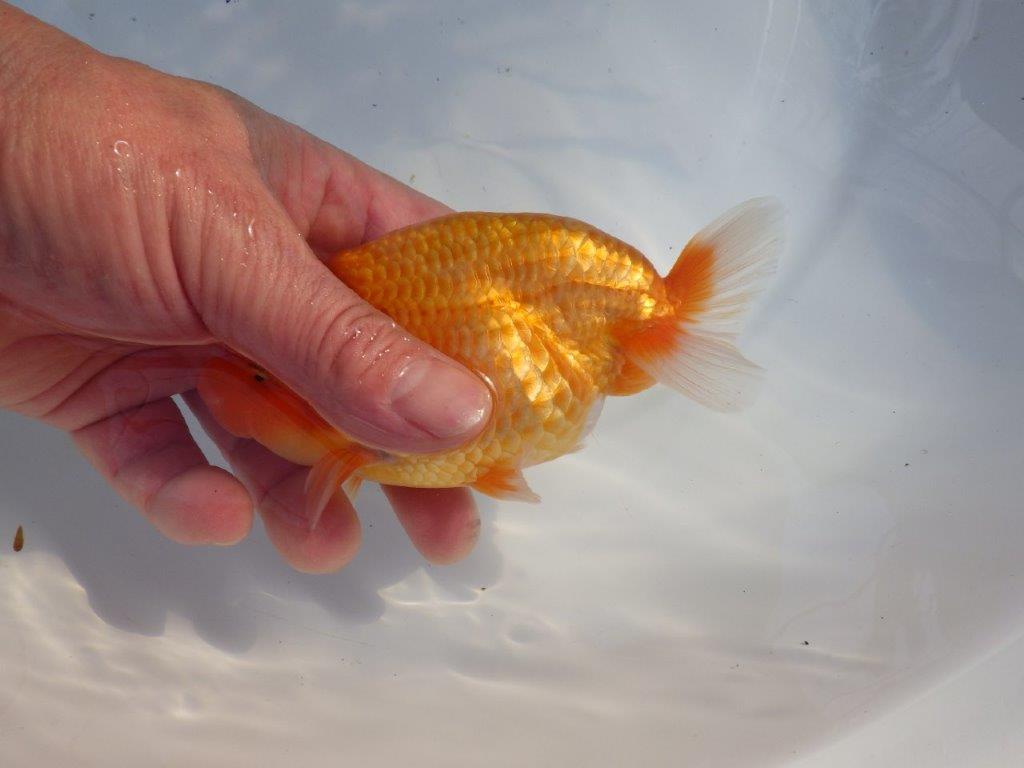 【愛知 山本 氏】素晴らしいフンタン明け二歳らんちゅう 約14㎝ オス？