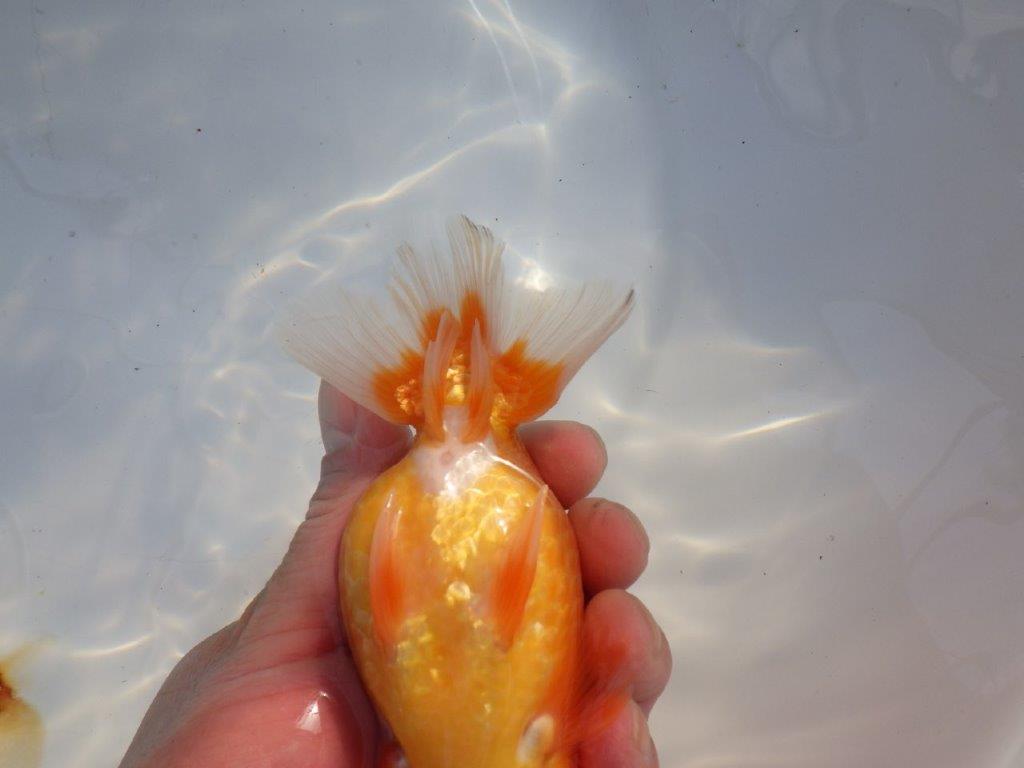 【愛知 山本 氏】素晴らしいフンタン明け二歳らんちゅう 約14㎝ オス？