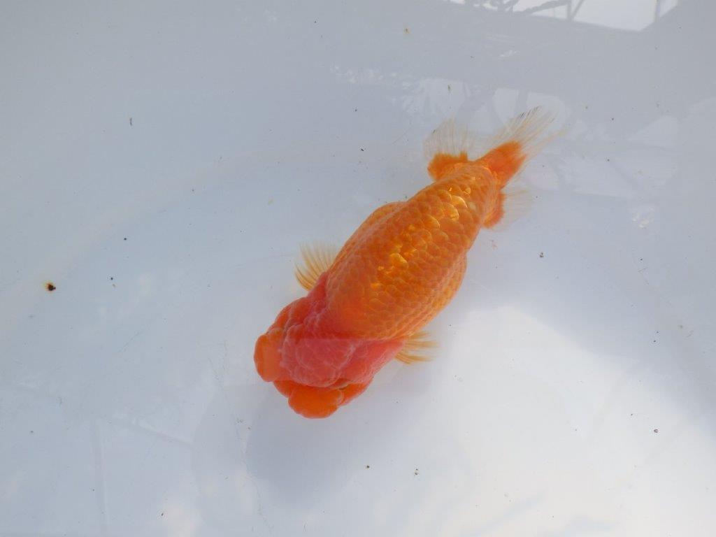 【愛知 山本 氏】素晴らしいフンタン明け二歳らんちゅう 約14㎝ オス？