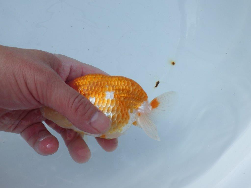 【愛知 山本 氏】綺麗な更紗明け二歳らんちゅう 約13㎝ オス？