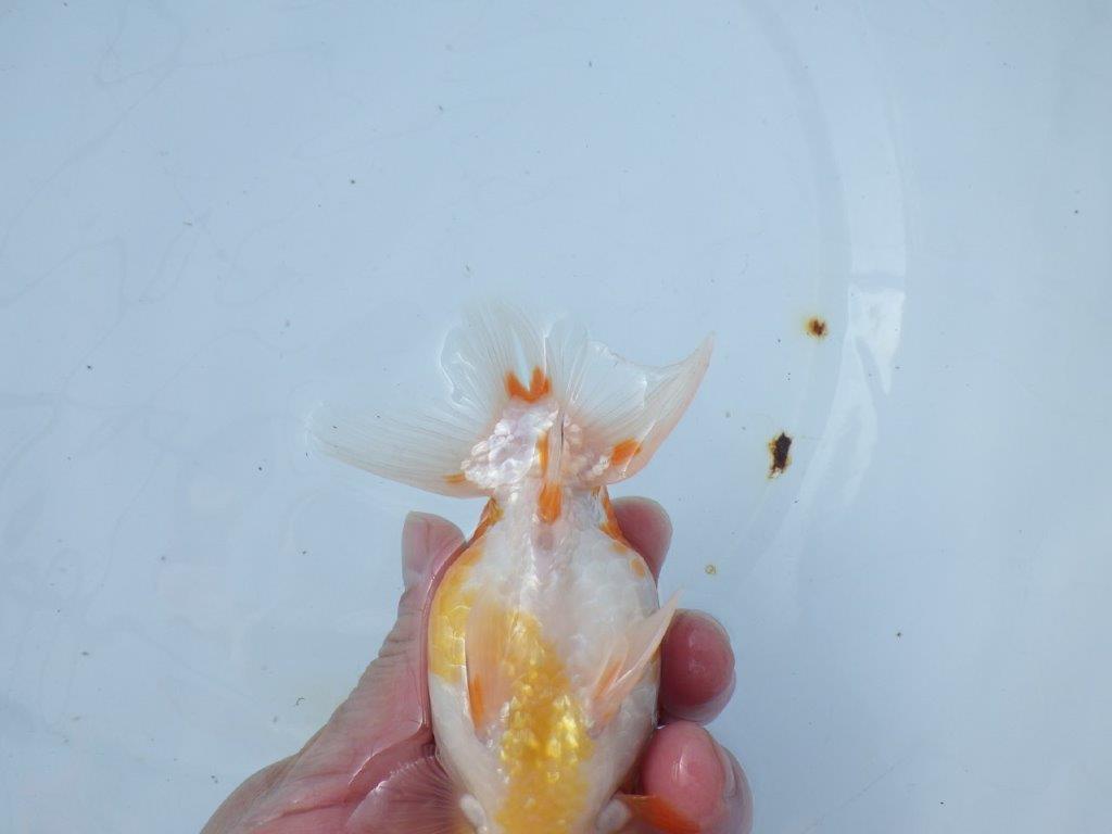 【愛知 山本 氏】綺麗な更紗明け二歳らんちゅう 約13㎝ オス？