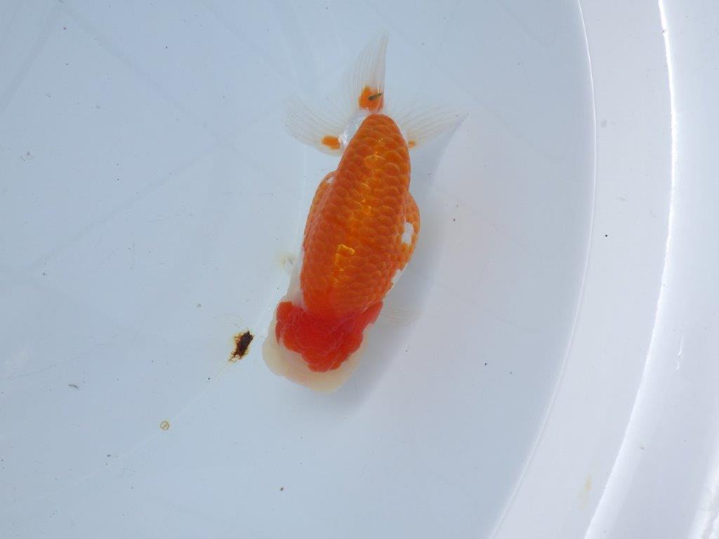 【愛知 山本 氏】綺麗な更紗明け二歳らんちゅう 約13㎝ オス？