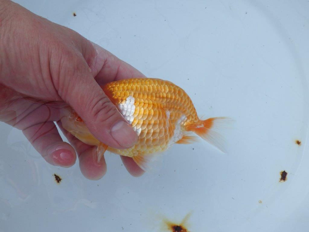 【愛知 山本 氏】フンタン&背も綺麗な更紗明け二歳らんちゅう 約14㎝ オス?