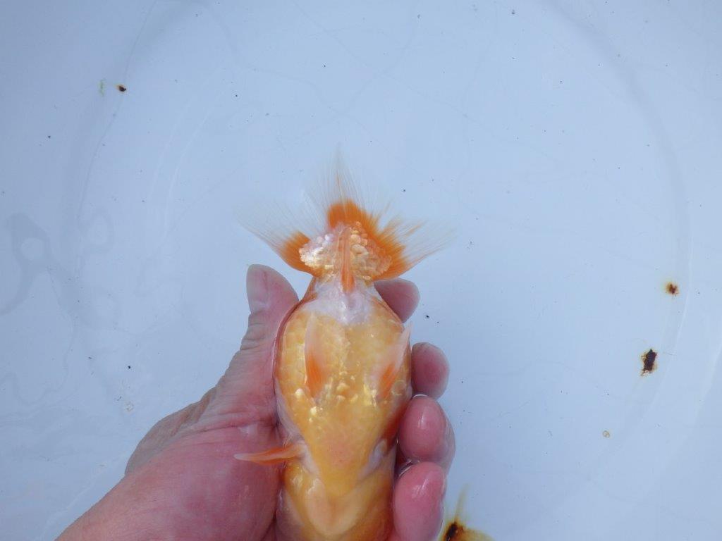 【愛知 山本 氏】フンタン&背も綺麗な更紗明け二歳らんちゅう 約14㎝ オス?