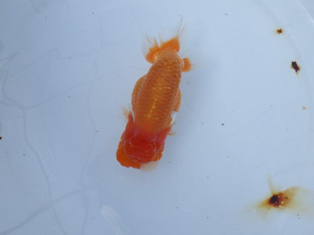 【愛知 山本 氏】フンタン&背も綺麗な更紗明け二歳らんちゅう 約14㎝ オス?